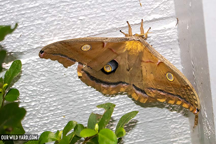 Second biggest moth in North America, Polyphemus Moth