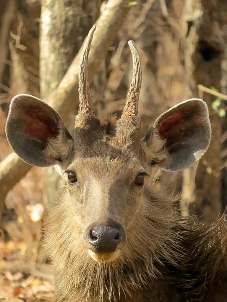 samba deer portrait