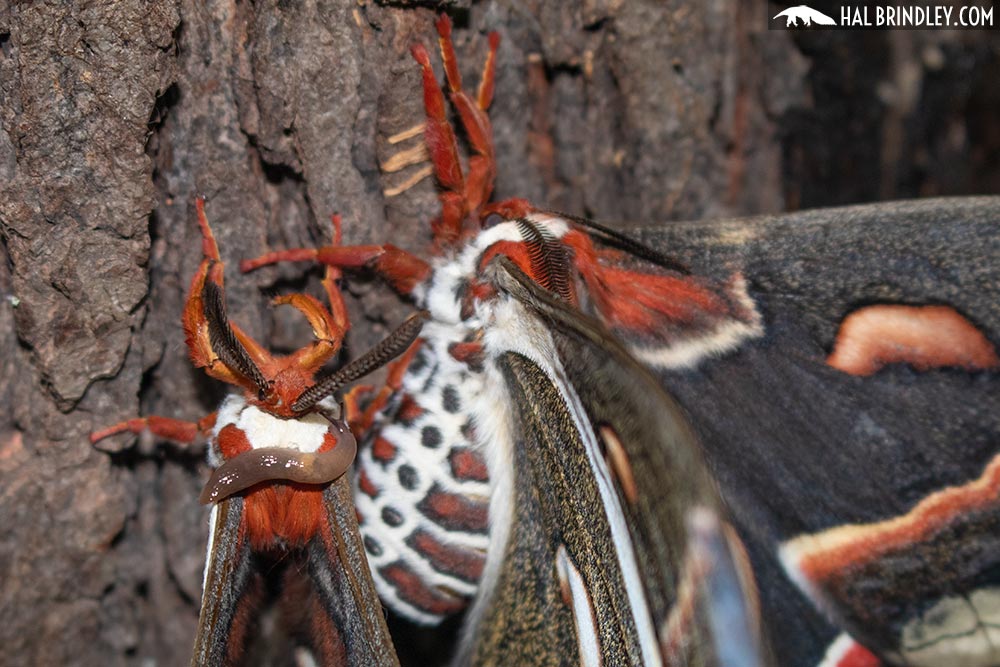 male cecropia moth antenna closed