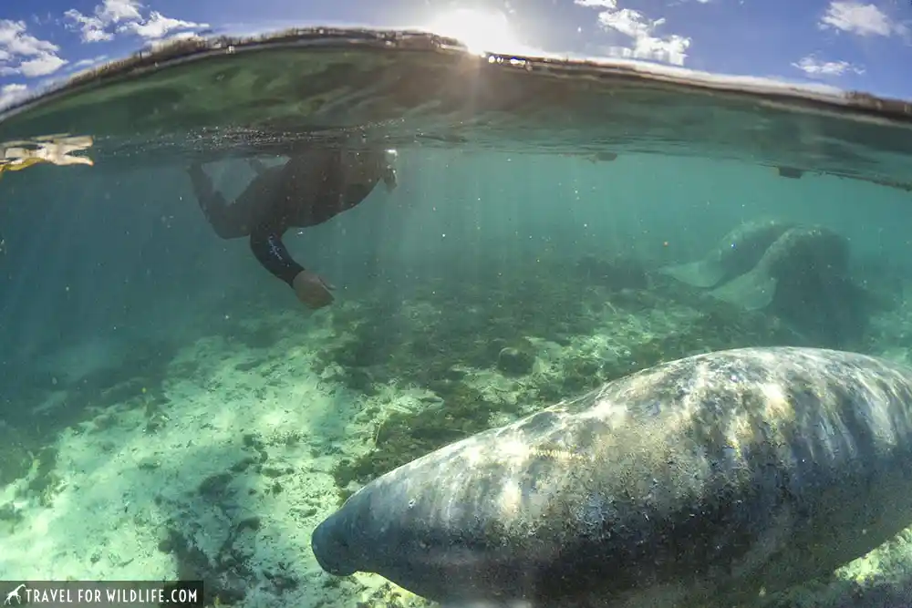 Swim with manatees