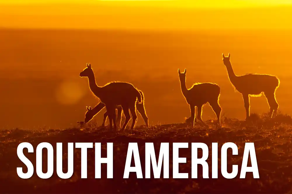South America wildlife