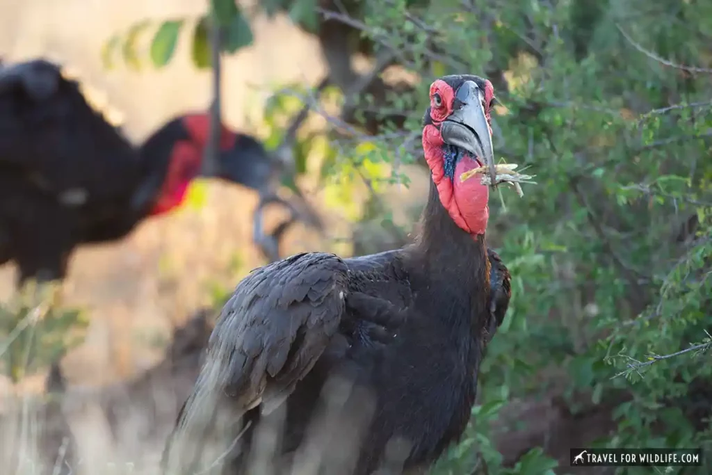 two southern ground hornbills foraging