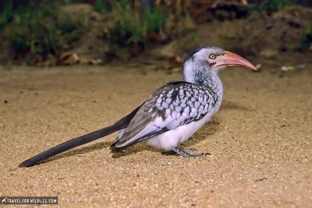 southern red-billed hornbill standing on the ground