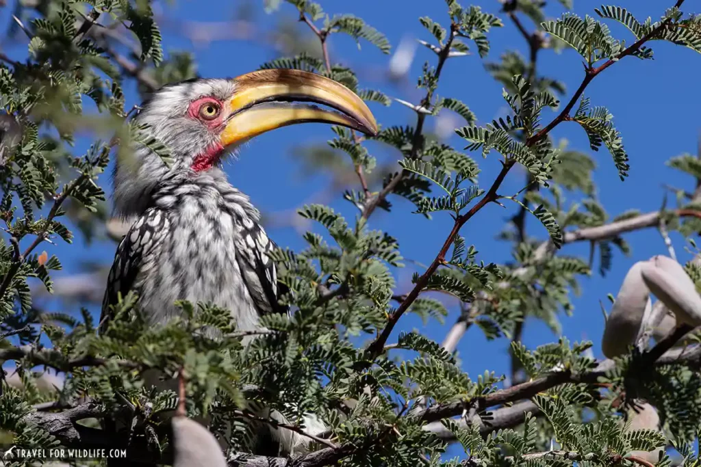 southern-yellow billed hornbill foraging on an acacia tree