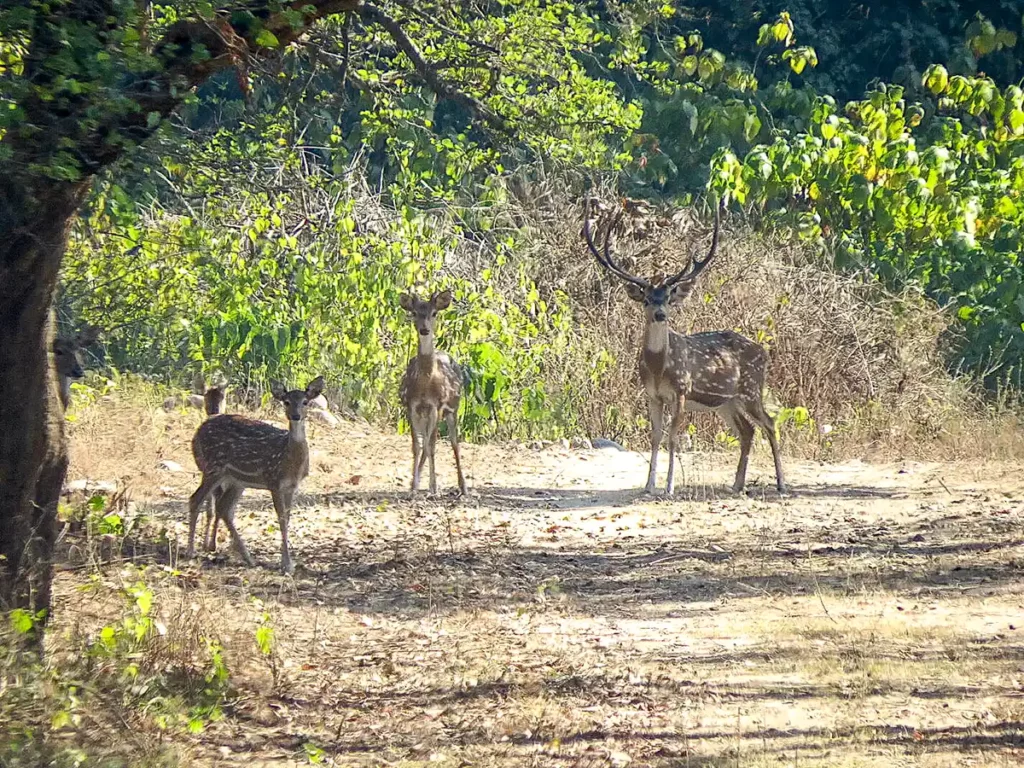 spotted deer group in a forest in India
