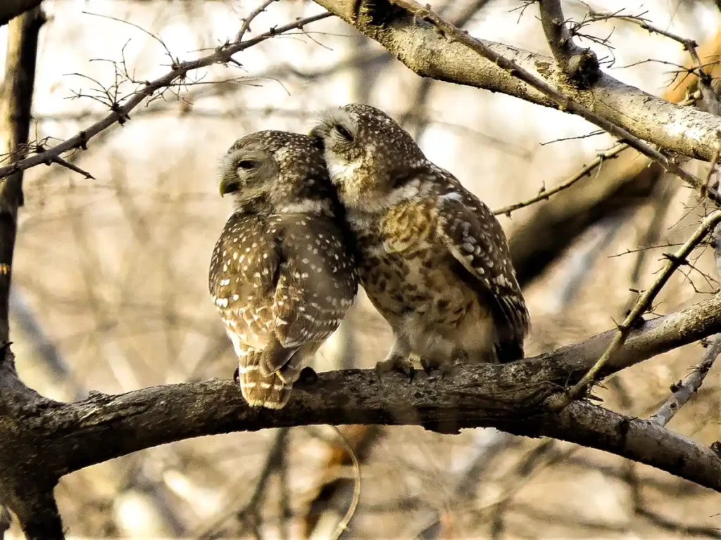 spotted owlets on a branch, Indian spotted owlets
