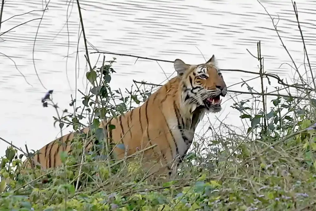 Tiger on a river bank in Corbett National Park