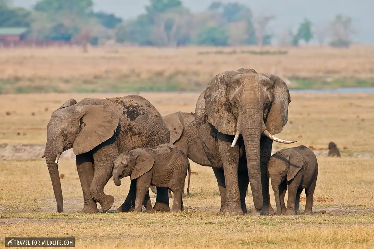 Chobe elephant family
