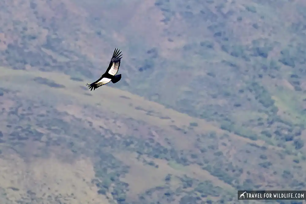 Andean Condor (Vultur gryphus) Andes Mountains, East of Santiago, Chile