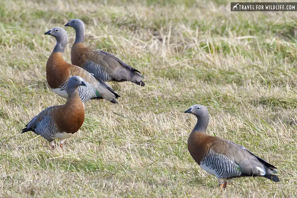 Ashy-headed Goose (Chloephaga poliocephala). Tierra del Fuego, Argentina.