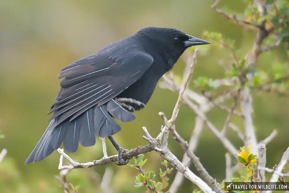 Austral Blackbird (Curaeus curaeus) Torres del Paine National Park. Southern Patagonia, Chile.