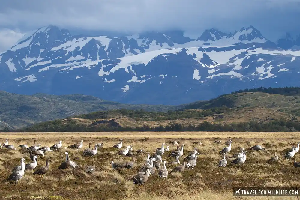 Birds of Patagonia: upland geese