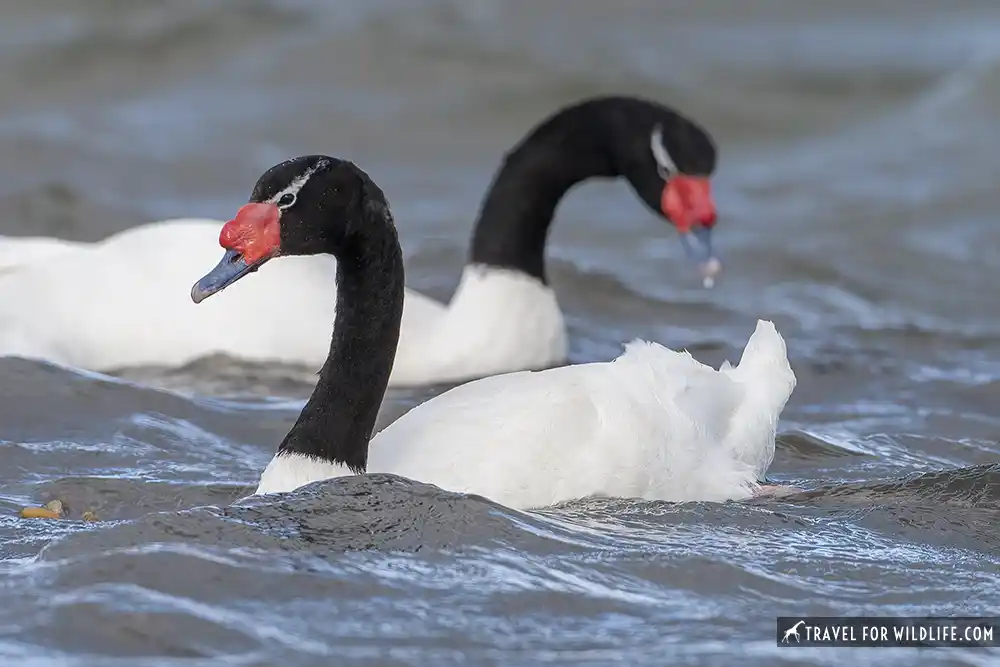 Black-necked Swan (Cygnus melancoryphus). Puerto Natales, Chile.