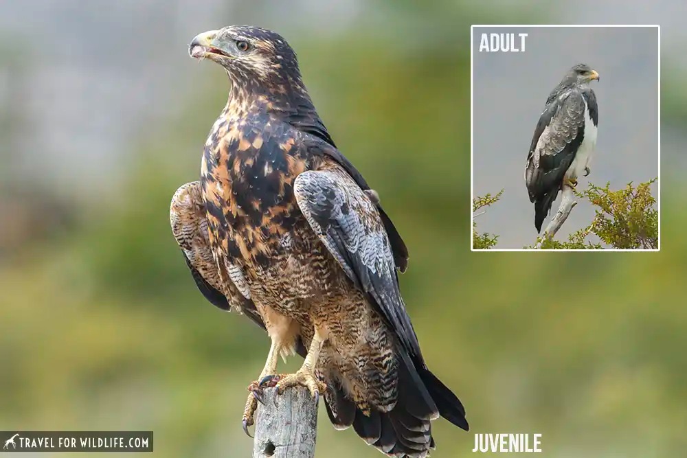 black chested buzzard-eagle adult and juvenile