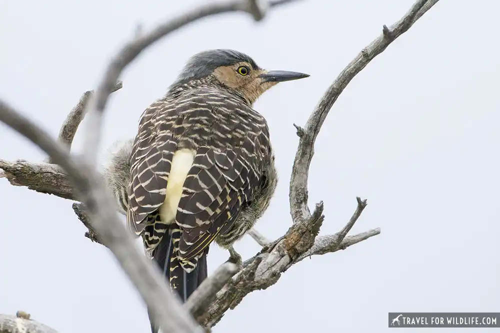 Chilean Flicker (Colaptes pitius). Torres del Paine National Park. Southern Patagonia, Chile.