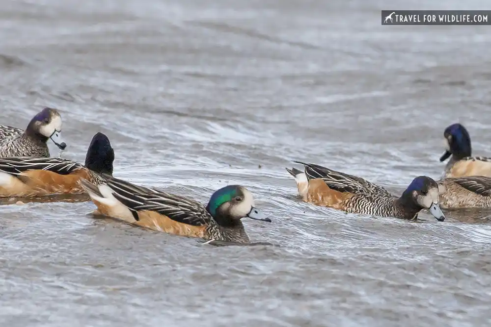 Chiloe (Southern) Wigeon (Anas sibilatrix). Last Hope Sound (Seno Ultima Esperanza), Puerto Natales, Chile.