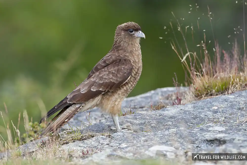 Chimango Caracara (Milvago chimango). Tierra Del Fuego National Park, Argentina.