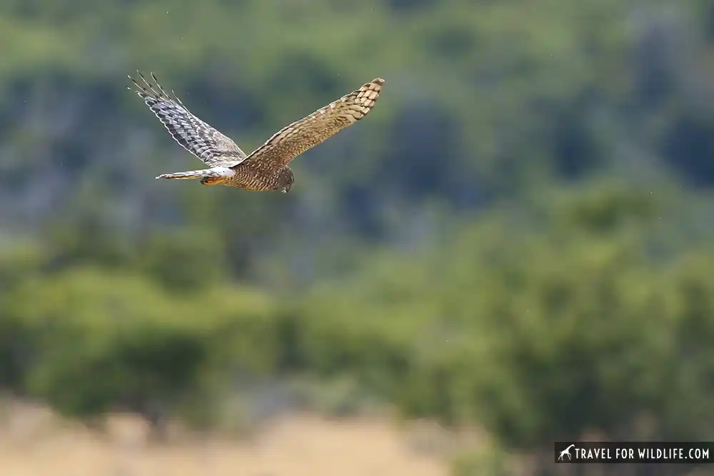 Cinereous Harrier (Circus cinereus). Torres del Paine National Park, Chile.