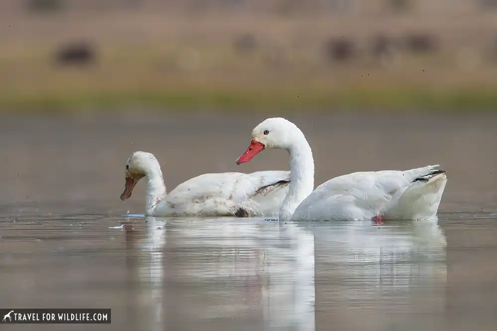 Coscoroba Swan (Coscoroba coscoroba) and cygnets on lagoon south of Cerro Castillo. Southern Patagonia, Chile.