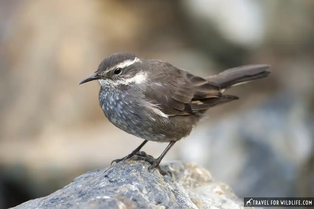 Dark-bellied Cinclodes (Cinclodes patagonicus) Ushuaia, Tierra del Fuego, Argentina