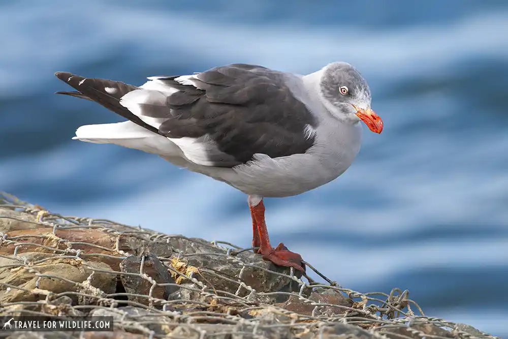 Dolphin Gull (Leucophaeus scoresbii/ Larus scoresbii). Ushuaia, Tierra del Fuego, Argentina