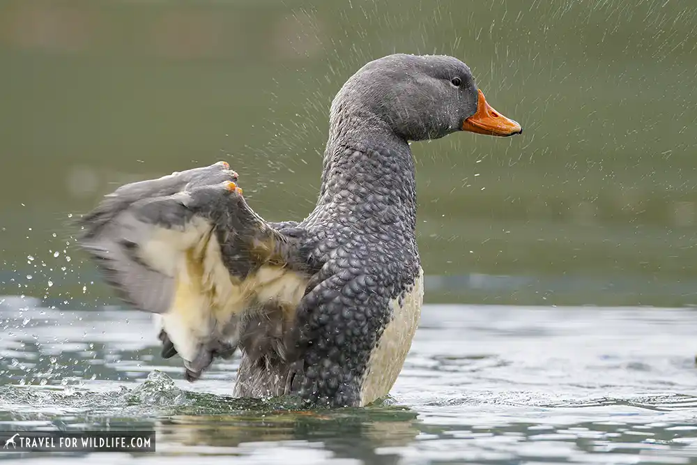 Flightless steamer duck, Tierra del Fuego National Park, Argentina