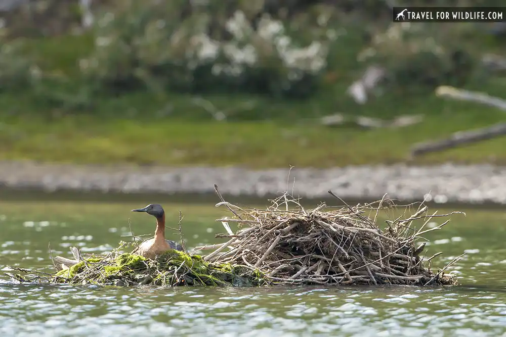 Great Grebe (Podiceps major). Tierra Del Fuego National Park, Argentina.