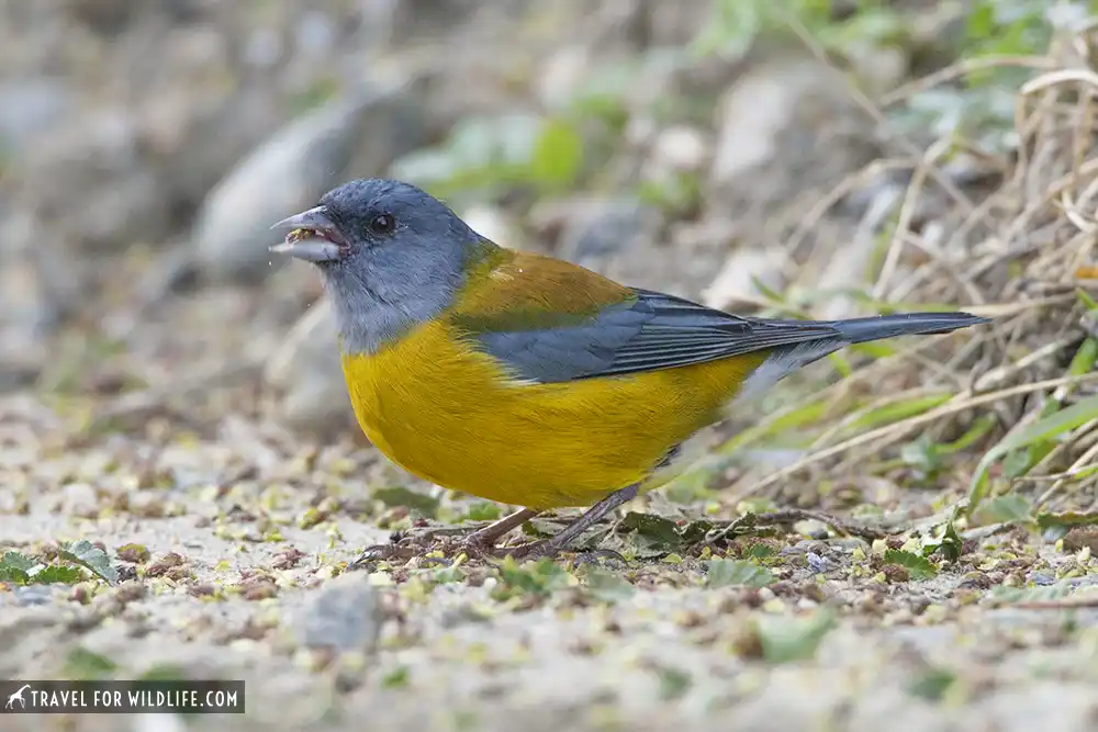 Grey-hooded Sierra-finch (Phrygilus gayi). Tierra Del Fuego National Park, Argentina. 