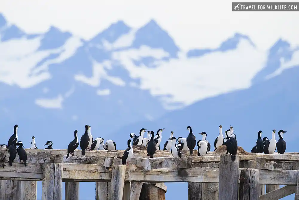 Imperial cormorant colony in Puerto Natales, Chile