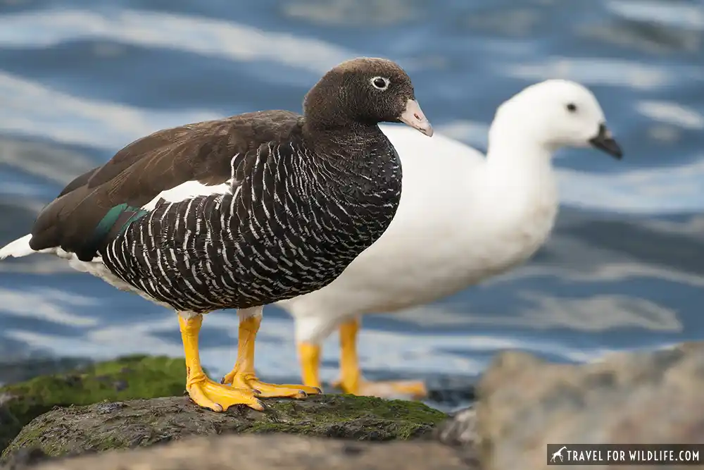 Kelp Goose (Chloephaga hybrida). (male white, female dark) Ushuaia, Tierra del Fuego, Argentina