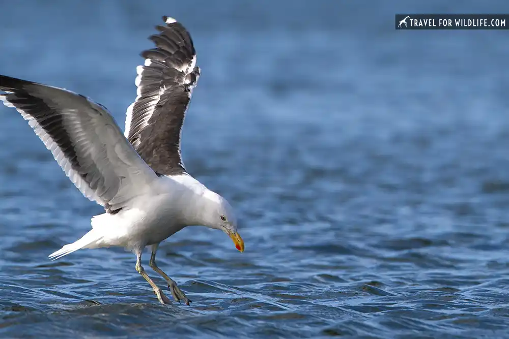 Kelp Gull (Larus dominicanus). Ushuaia, Tierra del Fuego, Argentina