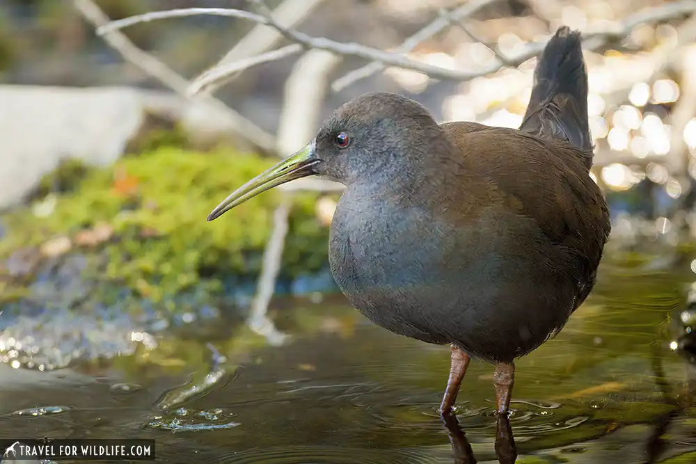 Plumbeous Rail (Rallus sanguinolentus). Tierra Del Fuego National Park, Argentina.