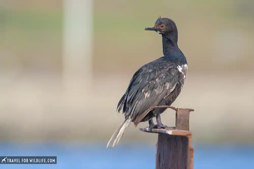 rock-cormorant-ushuaia.webp