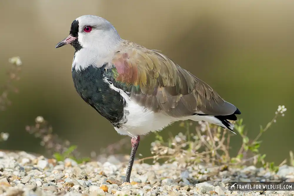 southern-lapwing-2.webp