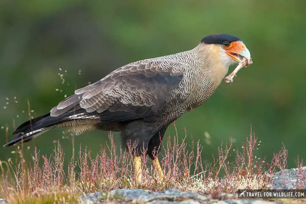 southern-crested caracara with a bone on its beak