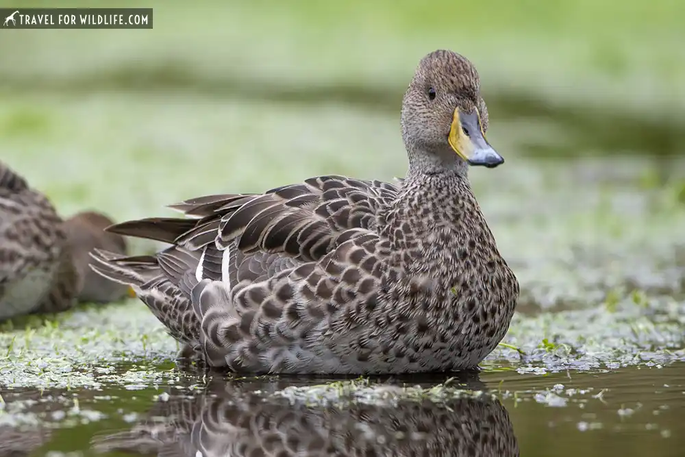 Speckled Teal (Anas flavirostris). Tierra Del Fuego National Park, Argentina.