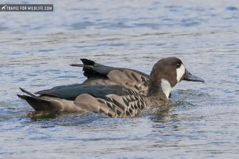 Spectacled Duck (or Bronze-winged Duck) (Anas specularis or Speculanus specularis). Tierra Del Fuego National Park, Argentina.