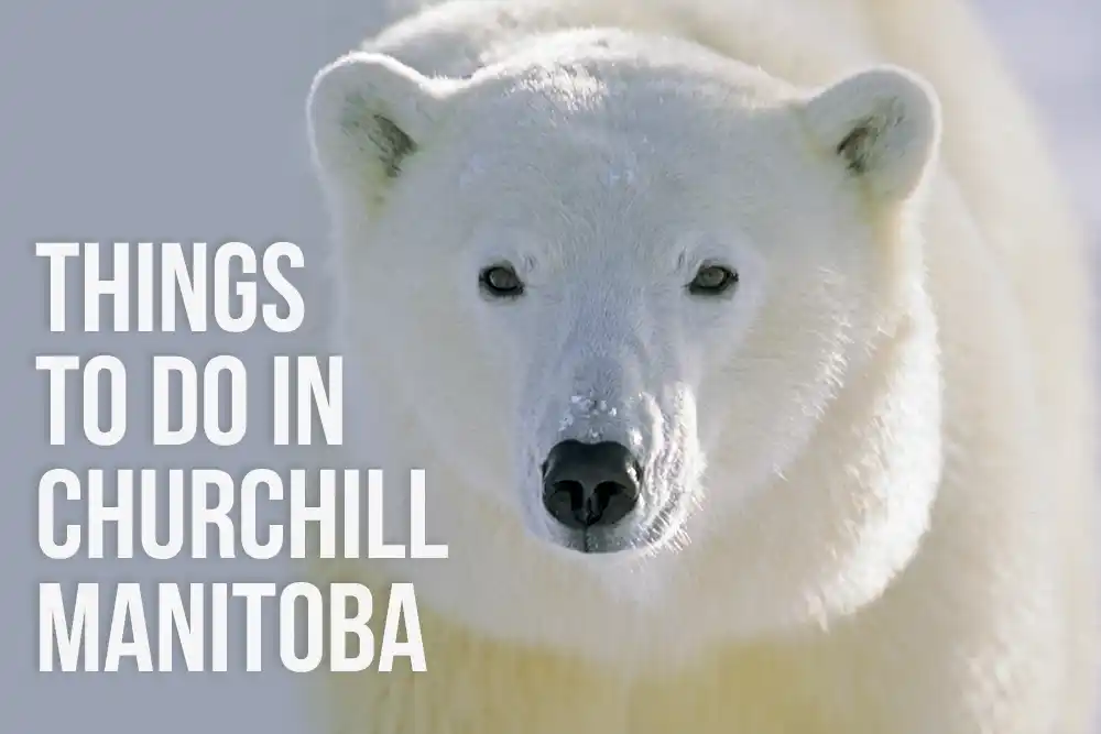 things to do in Churchill Manitoba
