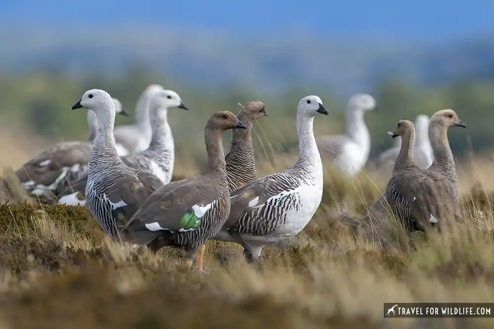 Upland Goose (Chloephaga picta). (Males are whiter, females darker.) Torres del Paine National Park, Chile. 