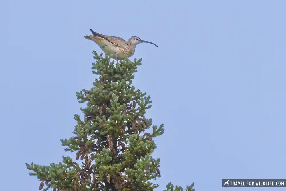 Whimbrel in Churchill