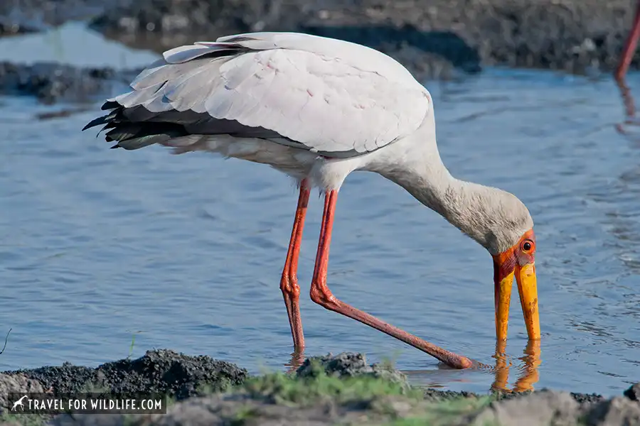 Yellow-billed stork feeding