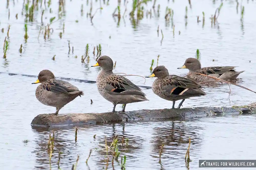 three yellow-billed teal on a log, one swimming