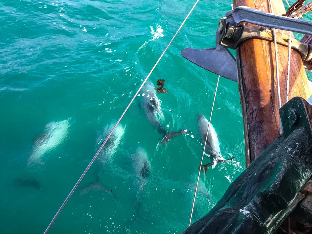 pod of dolphins swimming in front of a boat