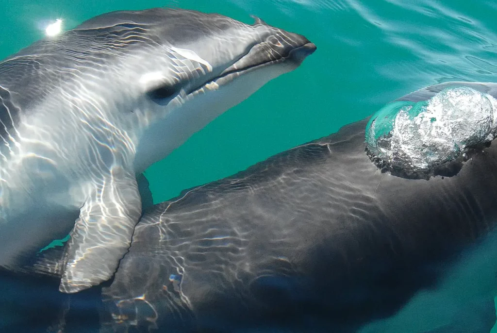 close up two dusky dolphins in the ocean