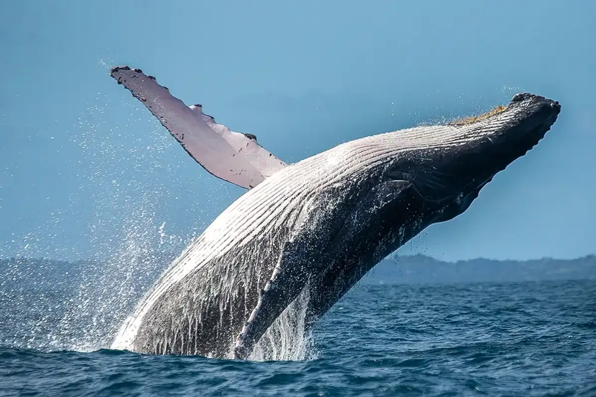 humpback whale breaching