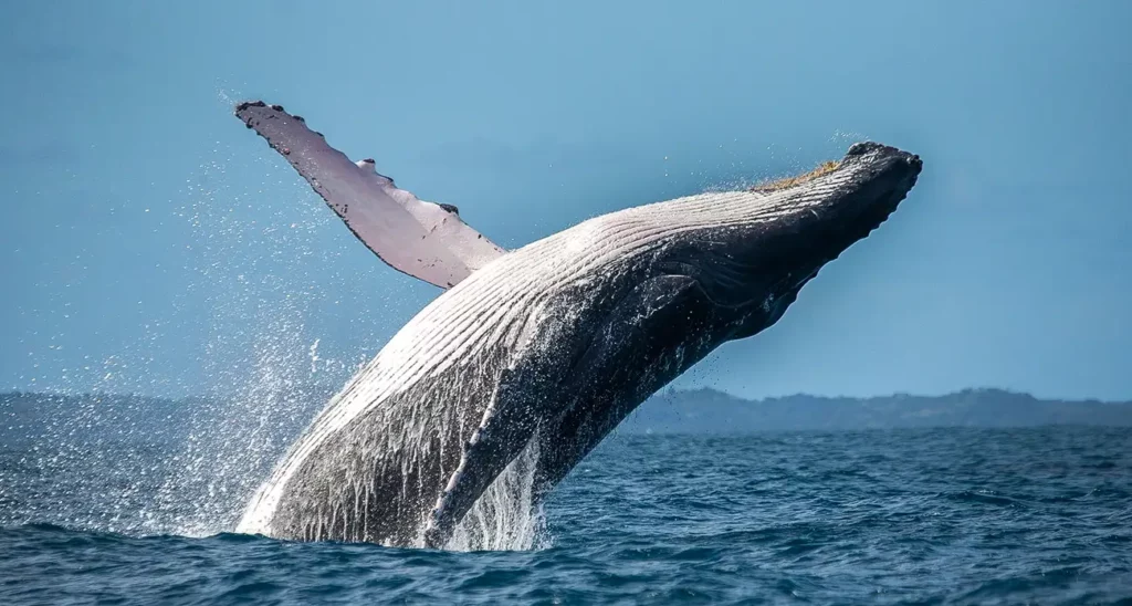 humpback whale breaching