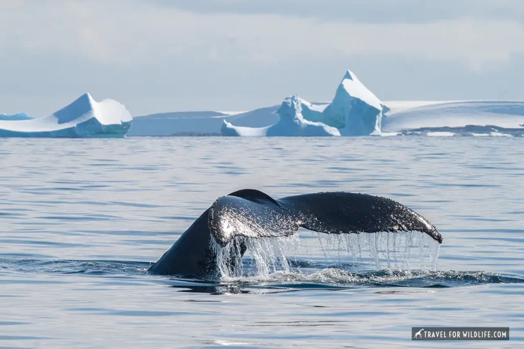 humpback whale lobtailing in Antarctica