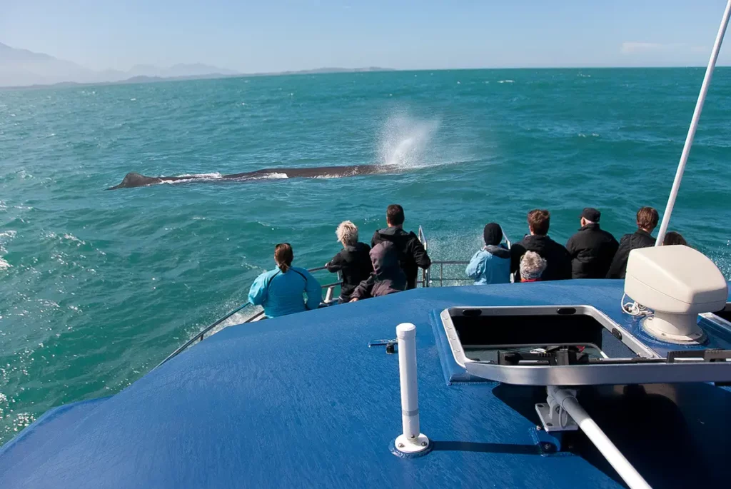 whale watching boat with a whale in the background