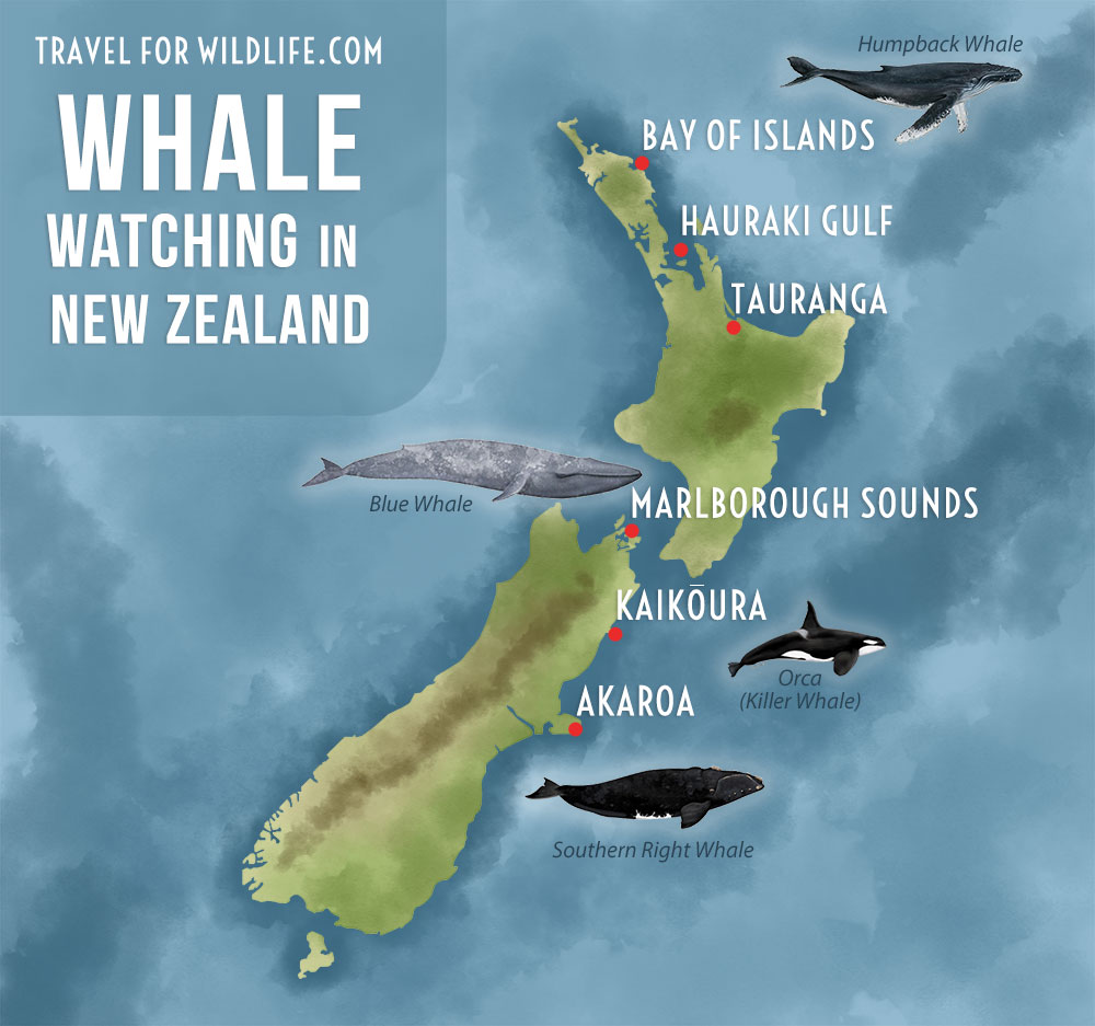 Map of best spots to go whale watching in New Zealand
