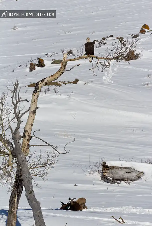 bald eagle on a tree above a dead bison